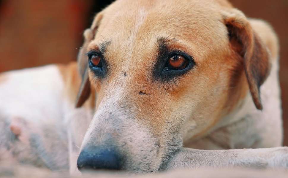 Foto:
                Canva
              
            
          
        
  

  

  


			A cada ano que passa, cresce o n&uacute;mero de ocorr&ecirc;ncias relacionadas a maus-tratos aos animais no Esp&iacute;rito Sant
