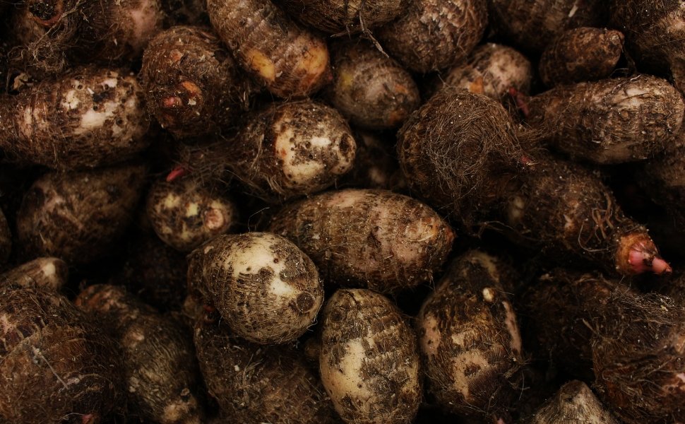 Foto:
                Canva
              
            
          
        
  

  

  


			Respons&aacute;vel por quase metade da produ&ccedil;&atilde;o nacional de inhame, o Esp&iacute;rito Santo dever&aacute; contar, em breve, com n