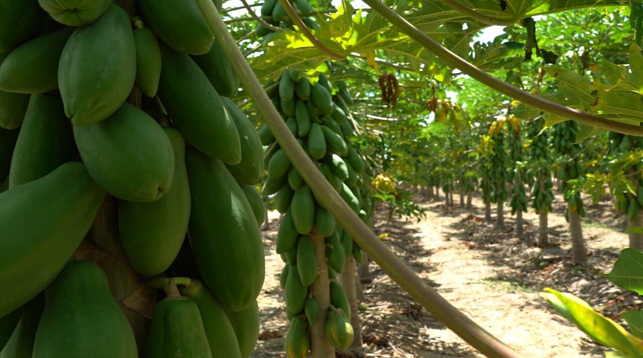 Planta&ccedil;&atilde;o de mam&atilde;o: produto capixaba pode se beneficiar com acordo Mercosul - Uni&atilde;o Europeia. Cr&eacute;dito: Divulga&ccedil;&atilde;o