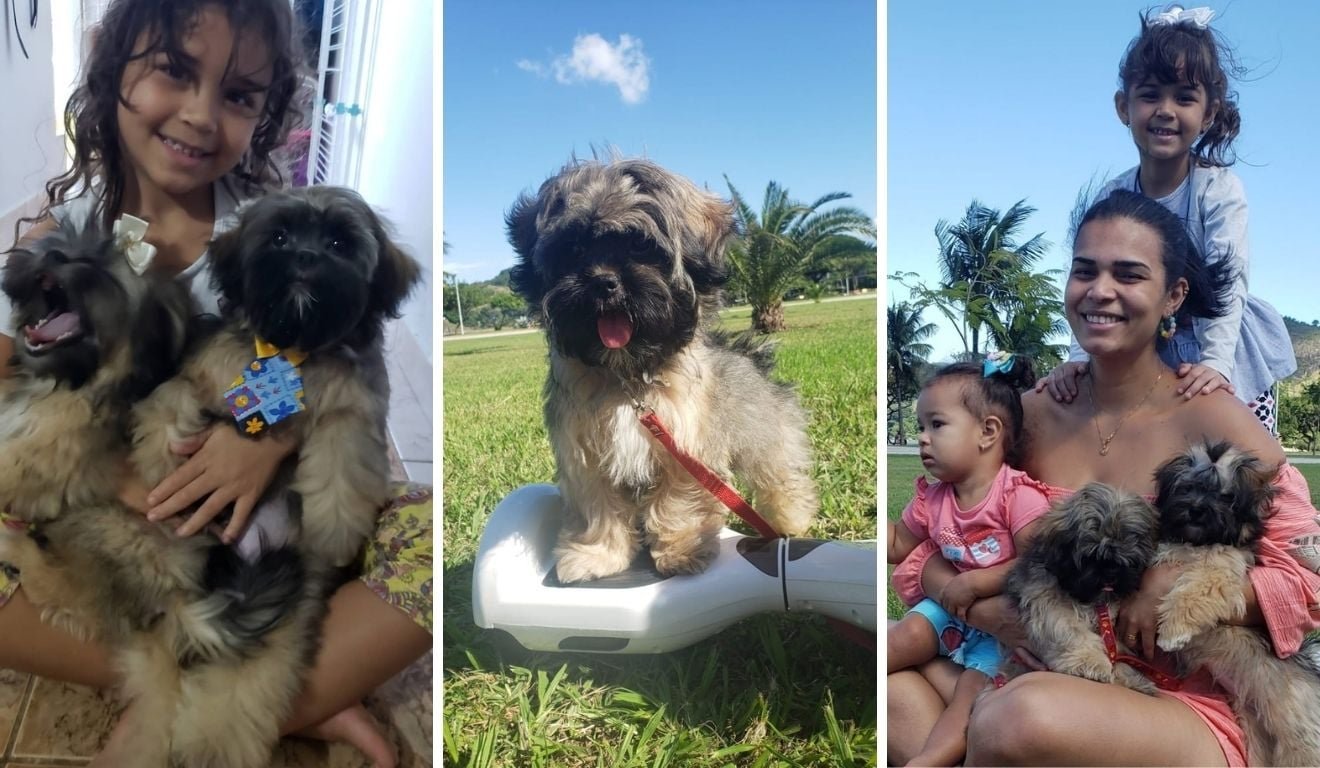 Cachorro morre atropelado e fam&iacute;lia pede puni&ccedil;&atilde;o a motorista em Cariacica