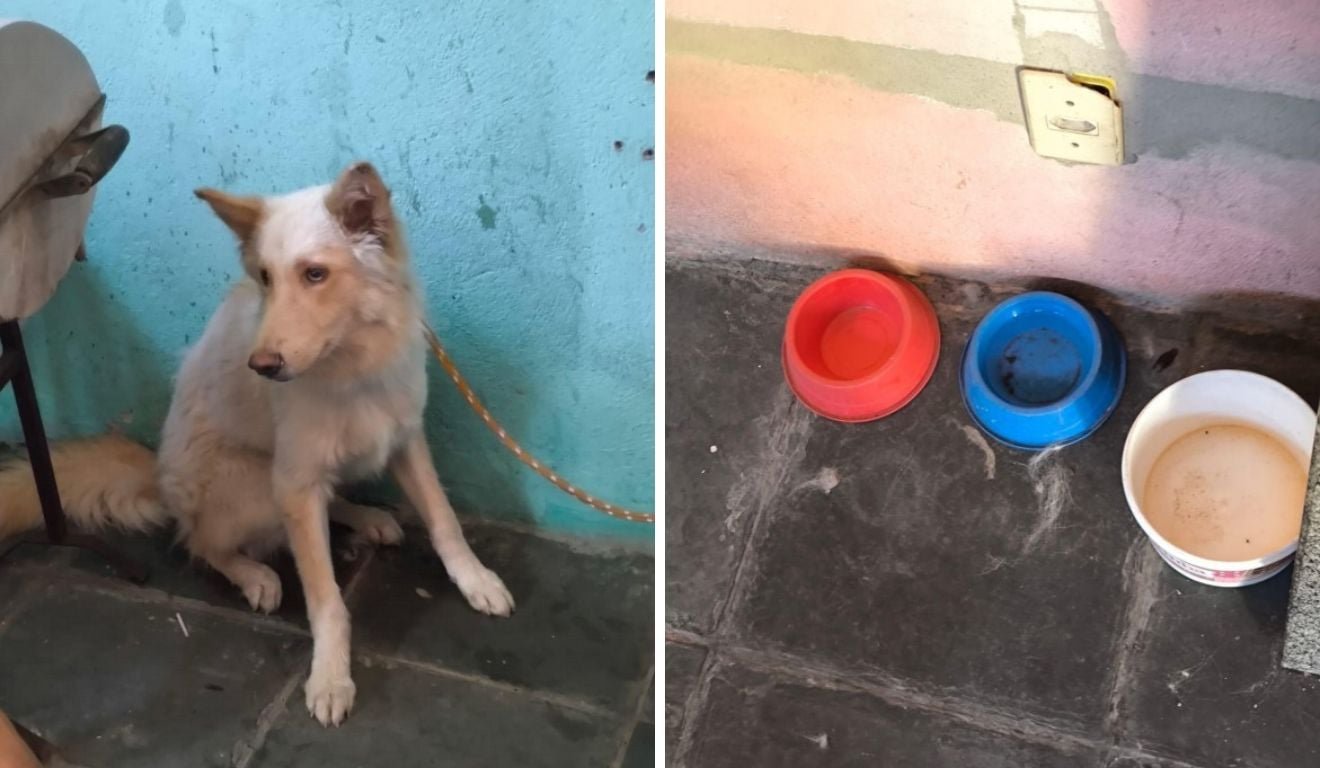 Cachorro v&iacute;tima de maus-tratos &eacute; resgatado sem comida e desnutrido em Vit&oacute;ria