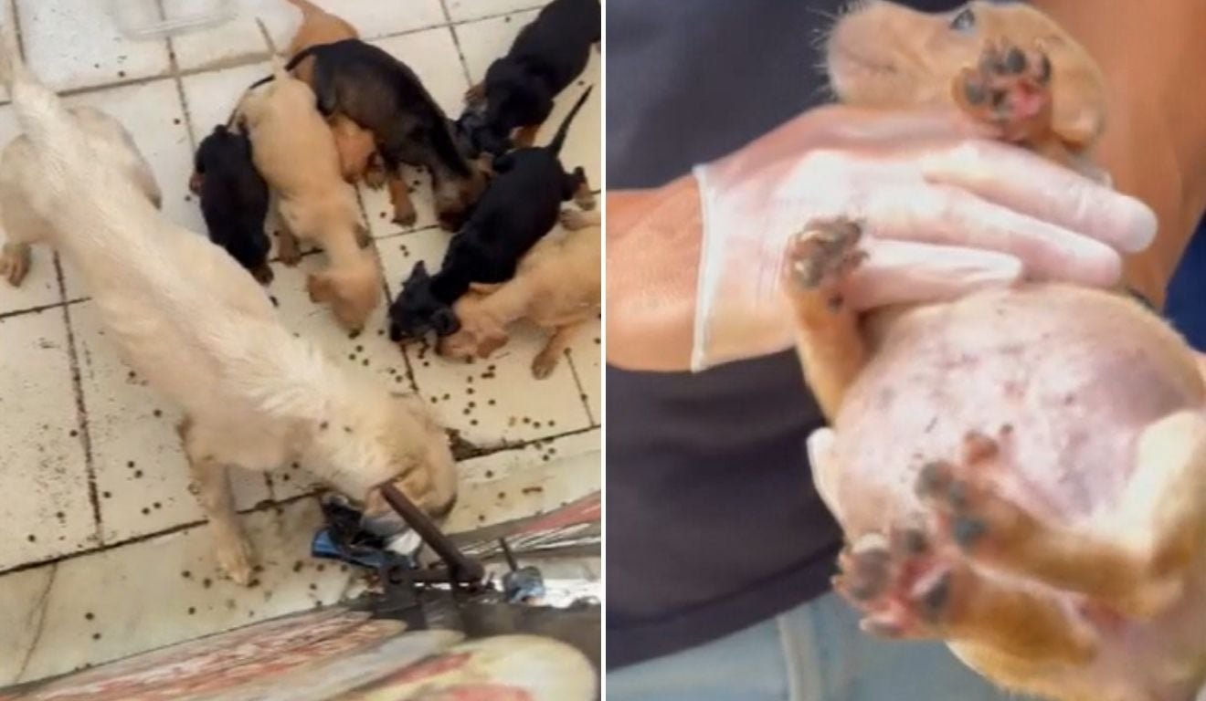 Mulher &eacute; presa em Vila Velha ap&oacute;s c&atilde;es serem resgatados desnutridos e debilitados