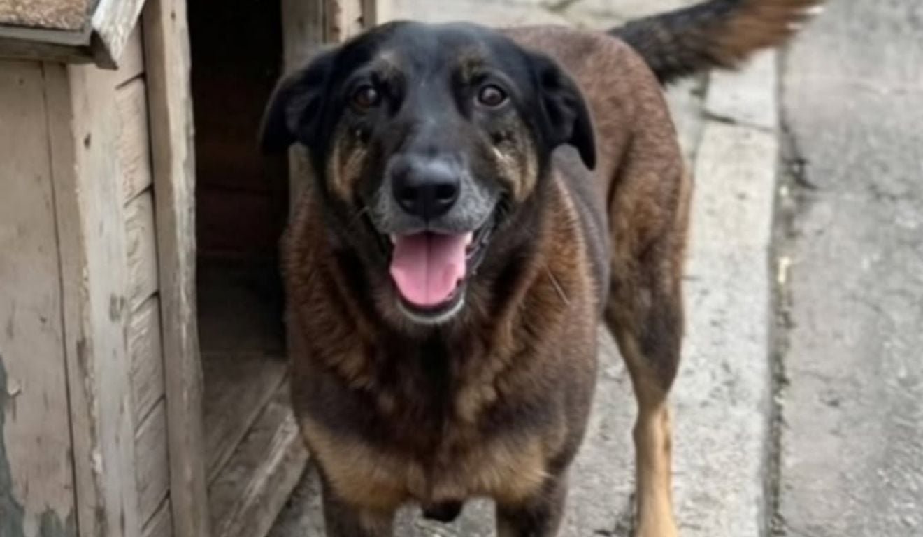 C&atilde;o Orelha: o que aponta per&iacute;cia sobre causa da morte do animal