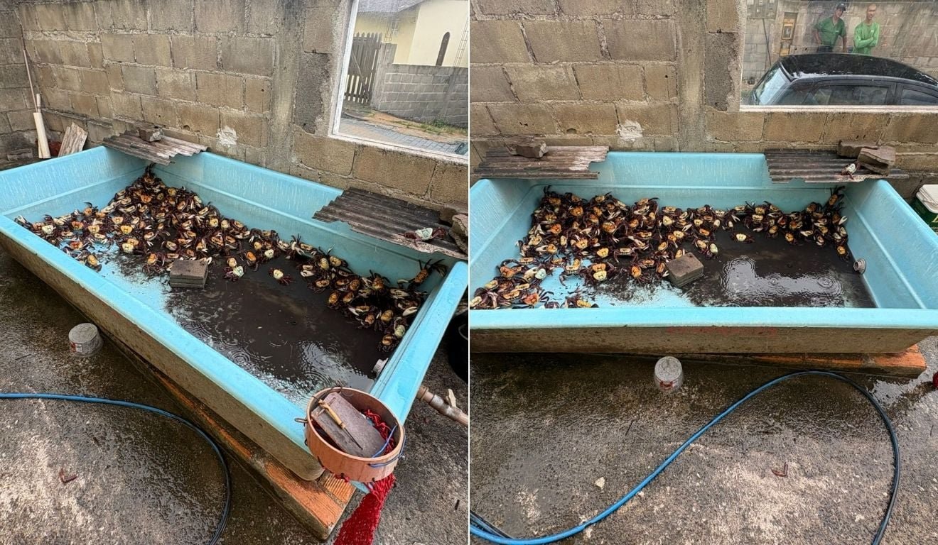 Pris&atilde;o de suspeito de tentativa de homic&iacute;dio revela crime ambiental em Anchieta