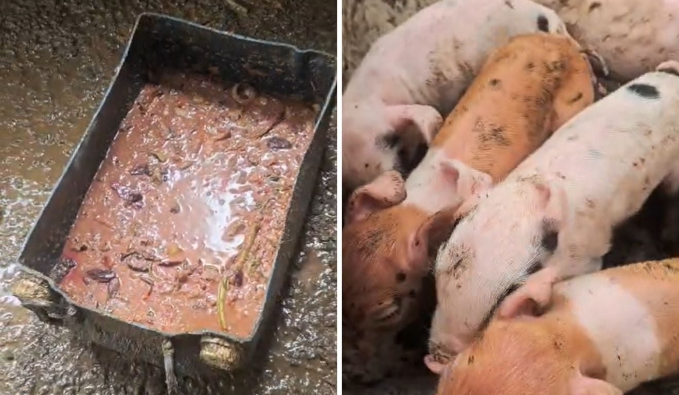 Doze porcos s&atilde;o resgatados em situa&ccedil;&atilde;o de maus-tratos em Vila Velha