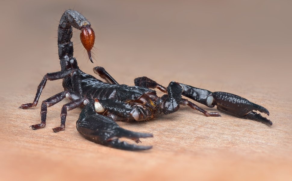 Foto:
                Imagem ilustrativa/Canva
              
            
          
        
  

  

  


			
        Escorpi&otilde;es podem se esconder em pontos comuns da casa, e identificar esses locai