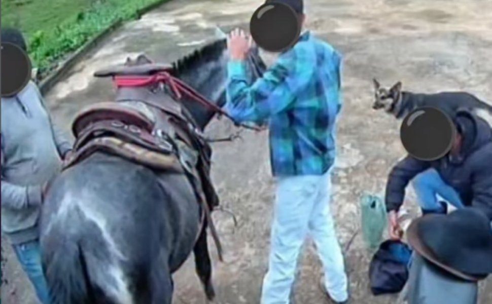 Foto:
                Reprodu&ccedil;&atilde;o/Redes Sociais
              
            
          
        
  

  

  


			Uma &eacute;gua foi encontrada morta ap&oacute;s ser atacada com golpes de faca em Divino de S&atilde;o Louren