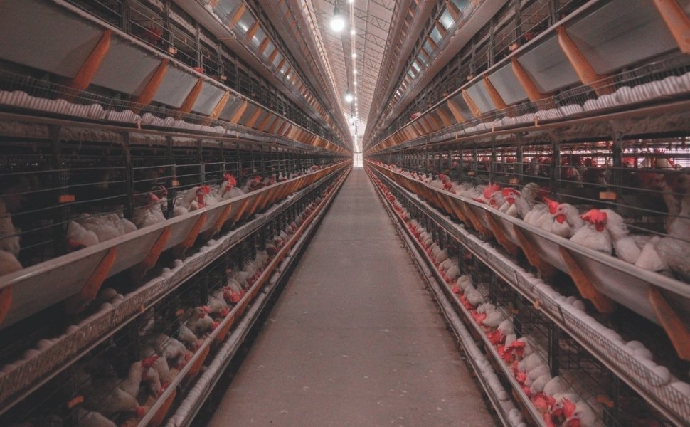 F&aacute;brica de ra&ccedil;&atilde;o recebeu R$ 30 milh&otilde;es em investimentos em Santa Maria de Jetib&aacute;