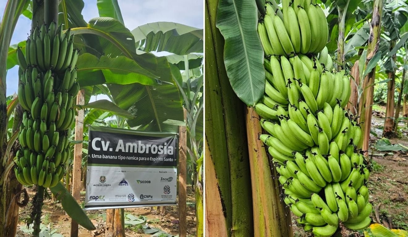 Ambrosia: nova variedade de banana desenvolvida no ES &eacute; maior, mais doce e dura mais na prateleira