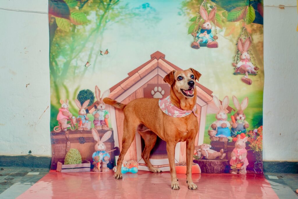 ONG de Cachoeiro encerra atividades e busca lar para 15 c&atilde;es