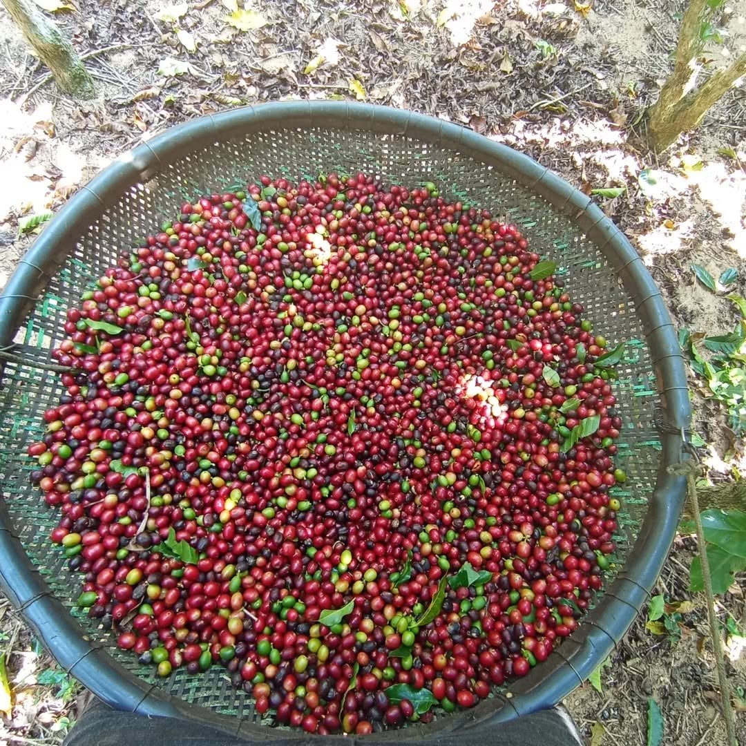 Safra de conilon no Esp&iacute;rito Santo deve cair 12,2% em 2026/27, aponta StoneX