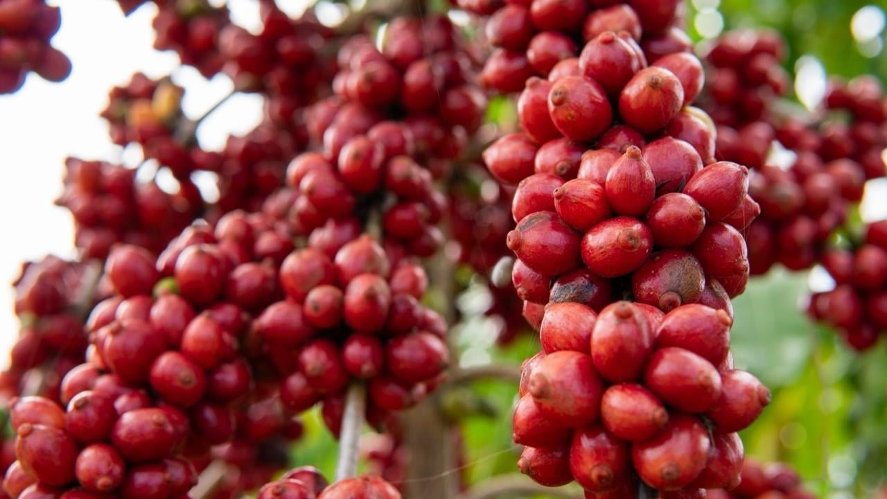Cafeicultores capixabas recebem mais de R$ 2,2 milh&otilde;es em pr&ecirc;mios por produ&ccedil;&atilde;o sustent&aacute;vel de conilon