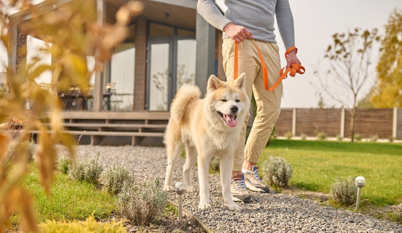 Animais de estima&ccedil;&atilde;o viram prioridade na escolha de im&oacute;veis no mercado de luxo