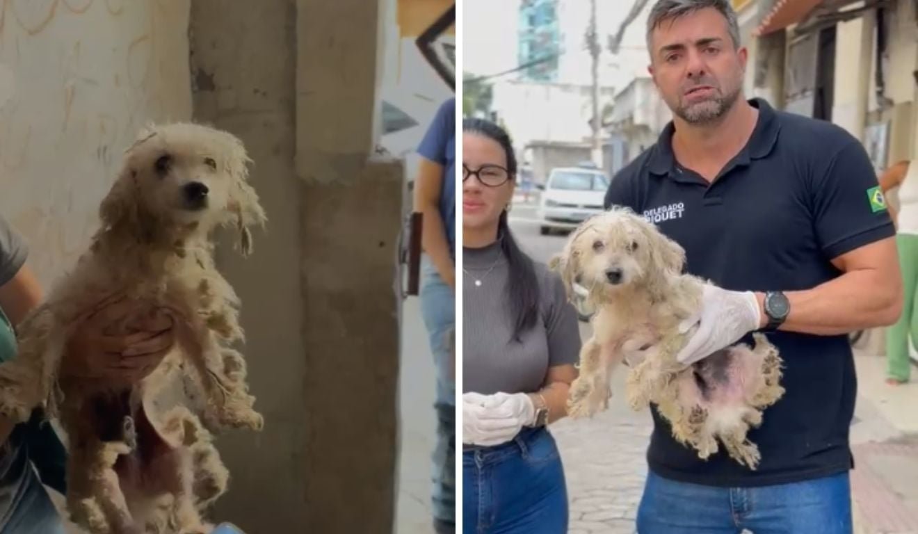 Poodle em situa&ccedil;&atilde;o de maus-tratos &eacute; resgatado em Vila Velha: &ldquo;Magreza extrema&rdquo;