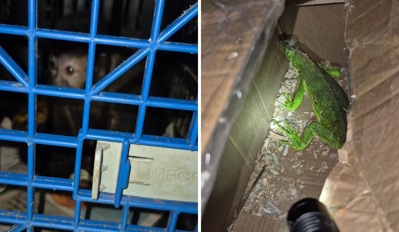Capixabas s&atilde;o presos no Rio de Janeiro com macaco e iguana comprados em feira