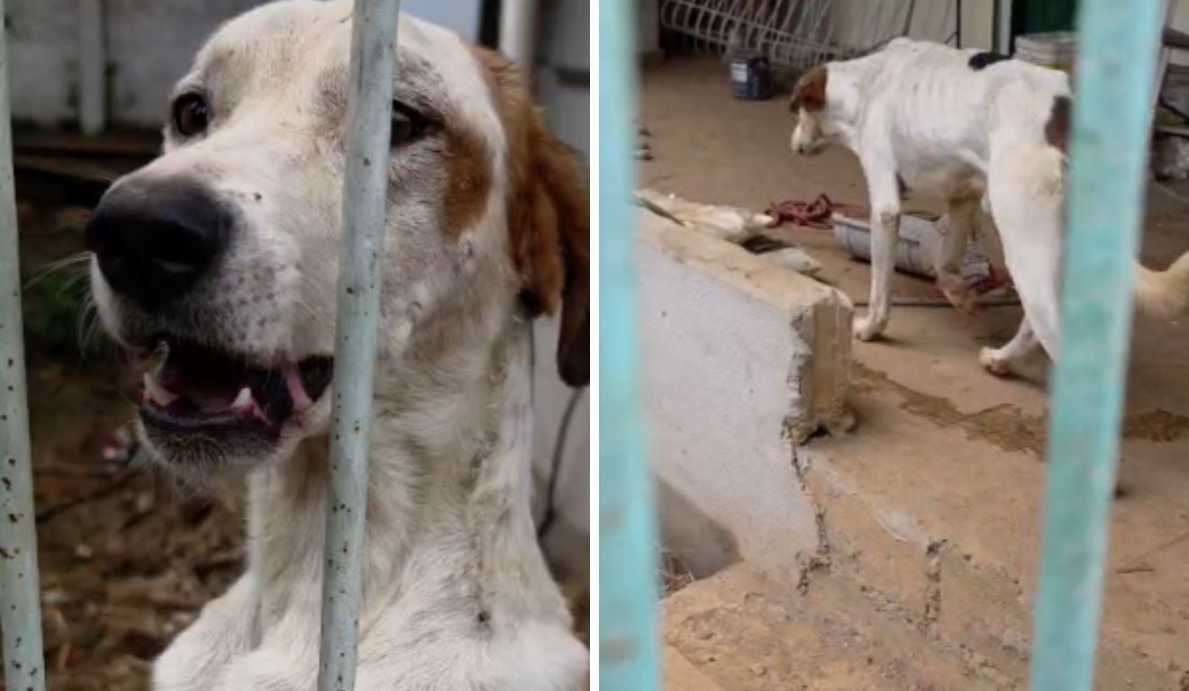 C&atilde;es em situa&ccedil;&atilde;o de maus-tratos s&atilde;o resgatados em Cariacica