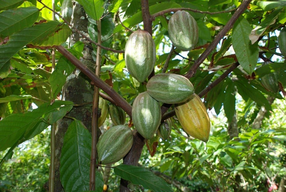 Pre&ccedil;o do cacau dispara e produtores brasileiros podem ganhar espa&ccedil;o