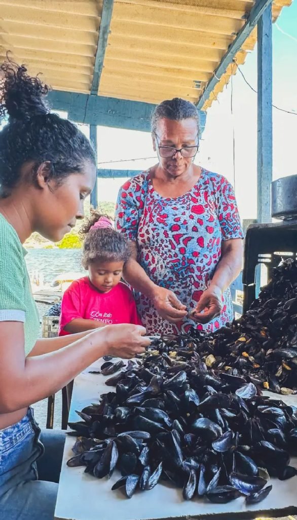 Com o Projeto Sururu, as cascas passaram a ser compradas das marisqueiras e transformadas em corretivo de solo, dentro dos princ&iacute;pios da economia circular e azul
A mudan&ccedil;a impactou diretamente a vida 