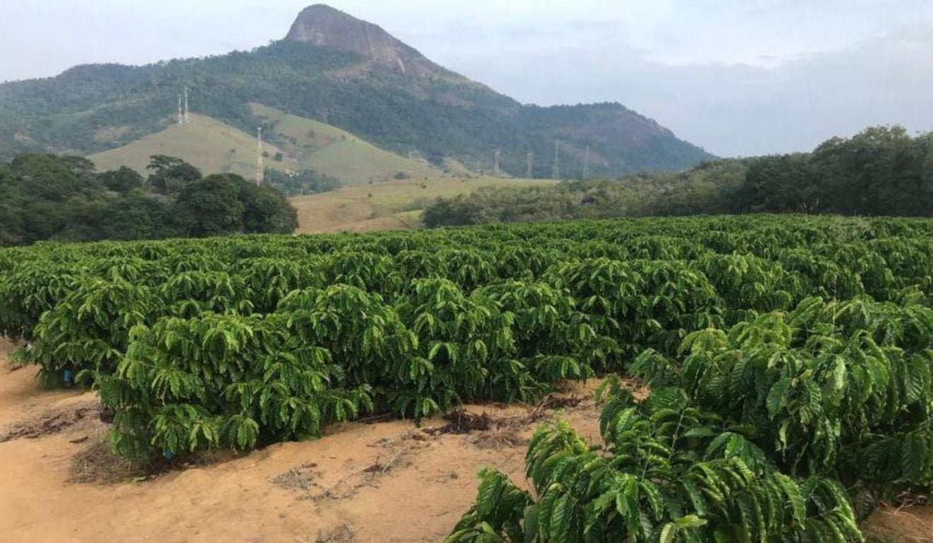Vila Velha aposta no caf&eacute; conilon e quer lan&ccedil;ar produto 100% canela-verde. Foto: Vandique Magalh&atilde;es/PMVV