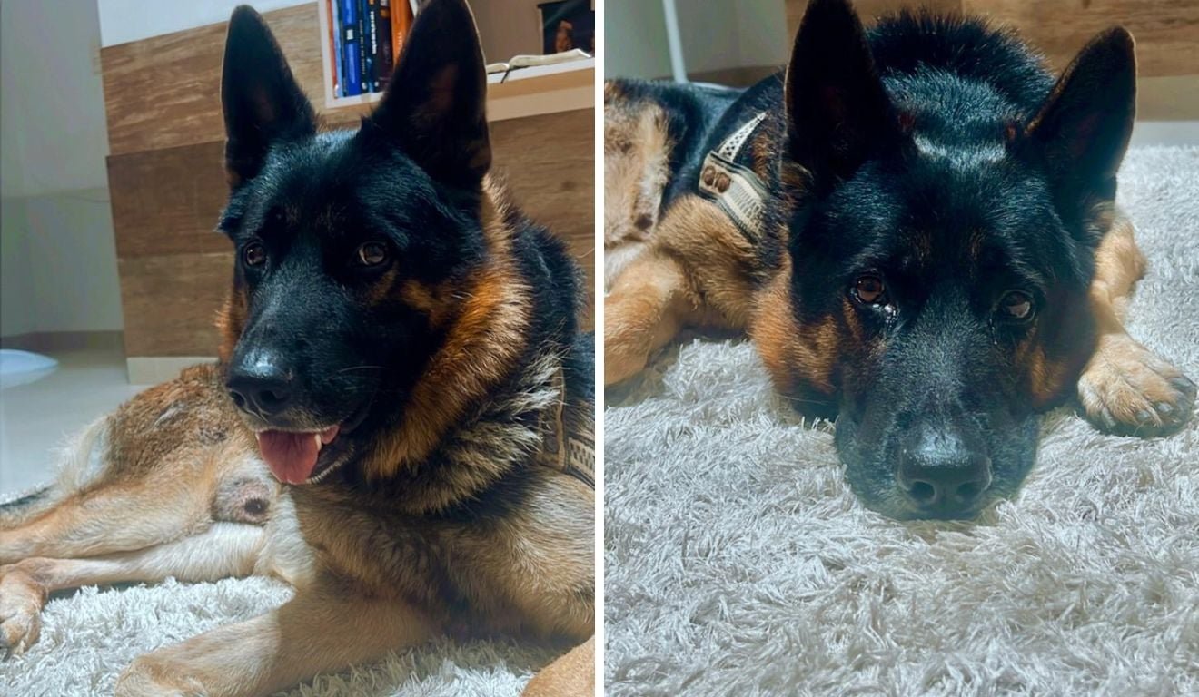 Cachorro morre ap&oacute;s ingerir p&iacute;lulas de cafe&iacute;na de pacote jogado por entregador
