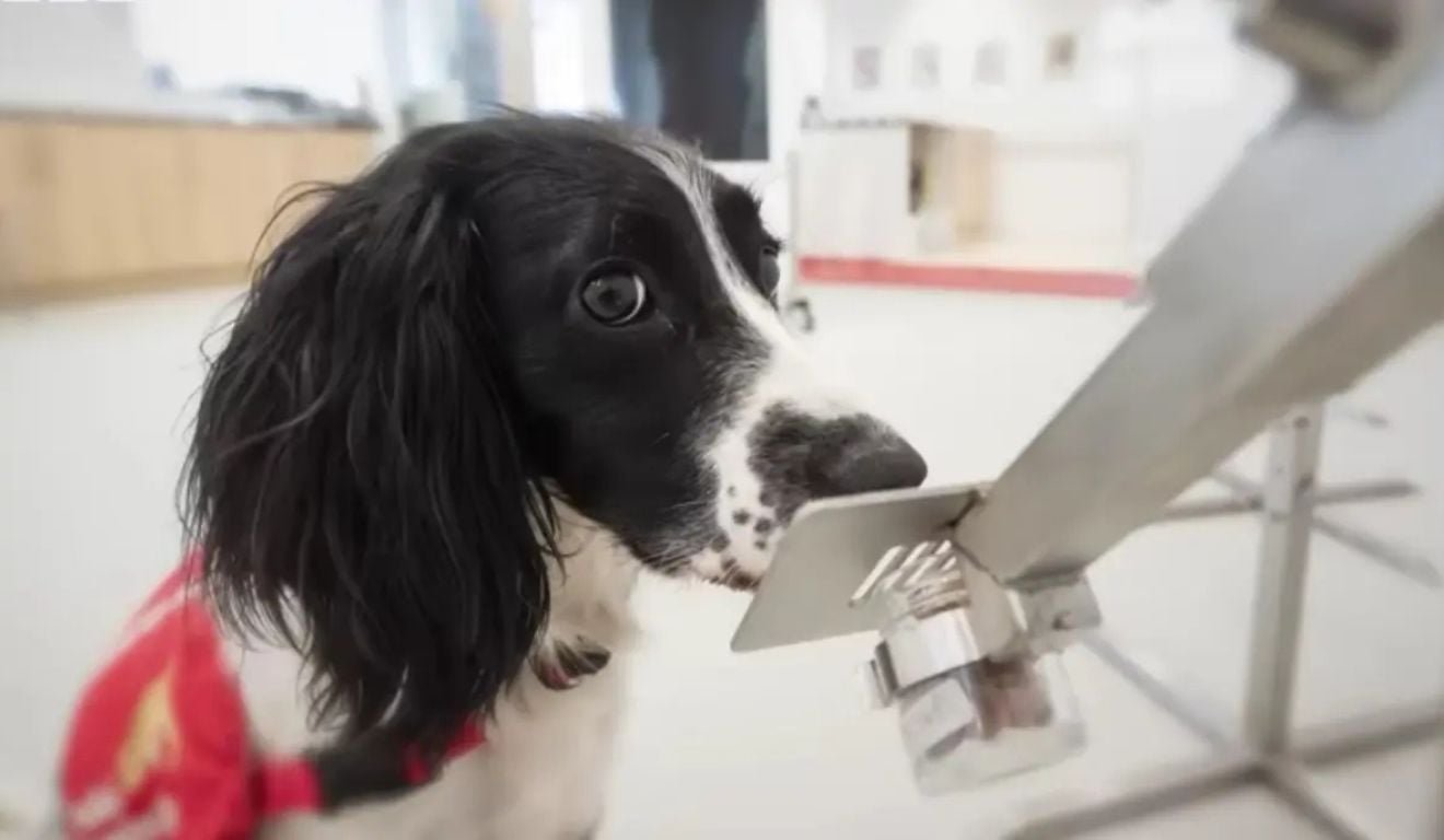 C&atilde;es poder&atilde;o farejar c&acirc;ncer em pesquisa da Ufes; veja quem pode participar