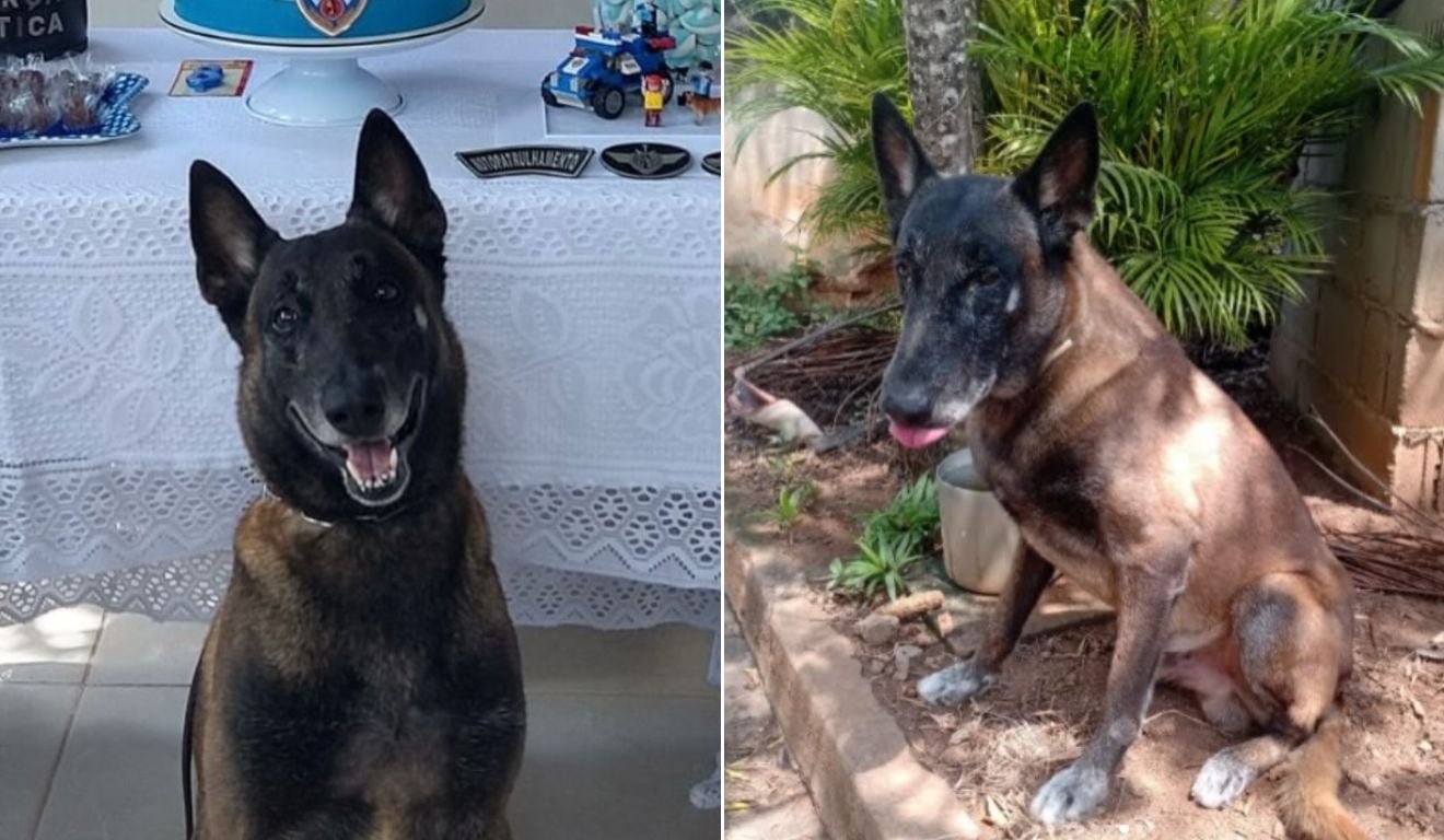 Adeus ao &ldquo;Senhor das Armas&rdquo;: morre c&atilde;o que marcou a hist&oacute;ria da PM do ES