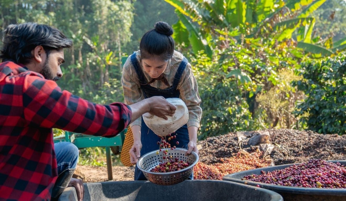 Safra de caf&eacute; no ES impulsiona a cria&ccedil;&atilde;o de 3,6 mil empregos formais