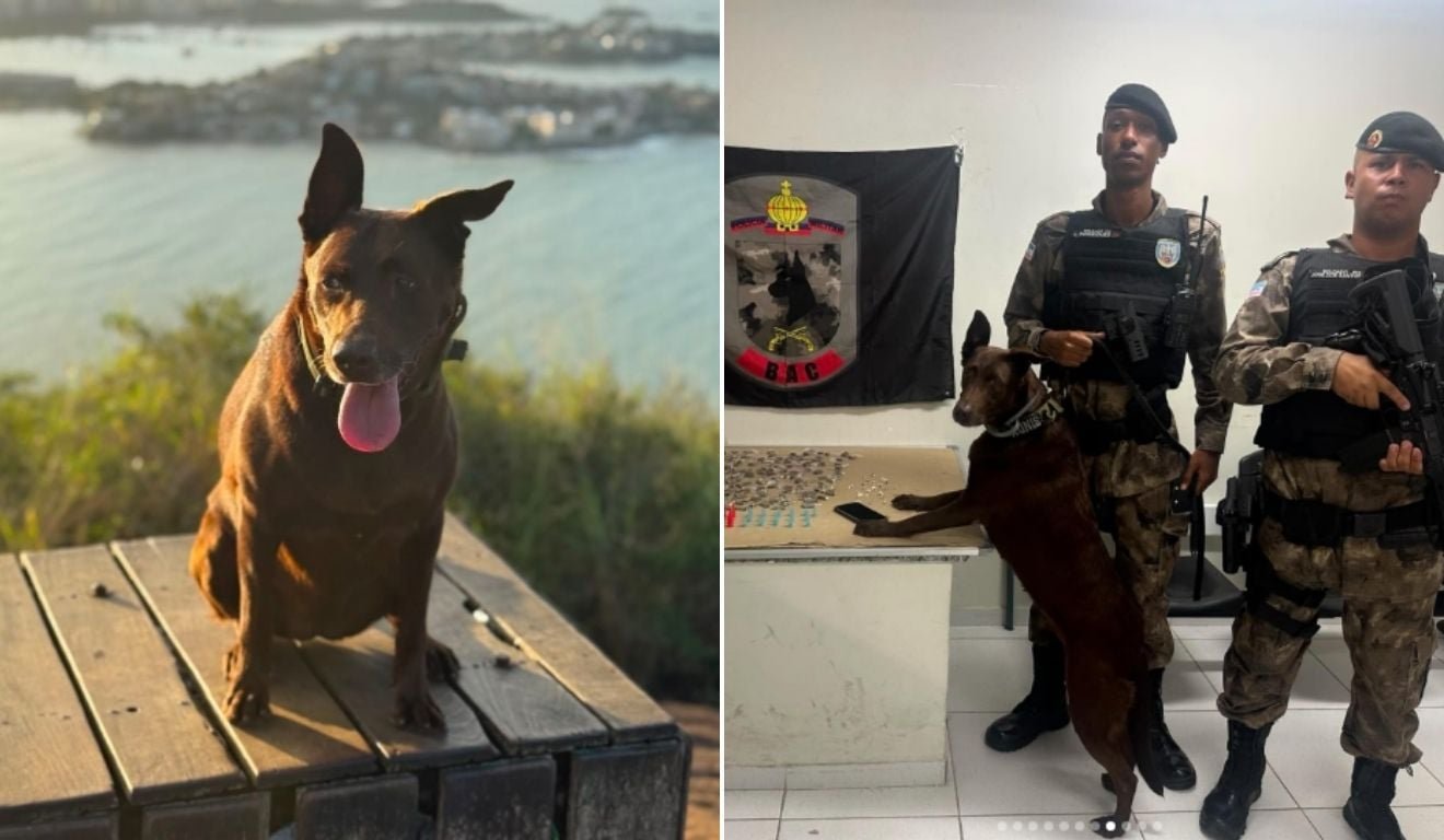 Cadela policial Sindy morre 16 dias ap&oacute;s ser atropelada durante opera&ccedil;&atilde;o no ES