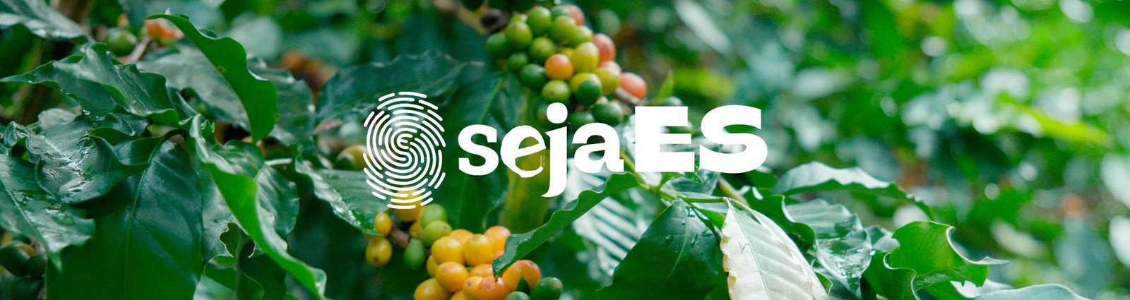 Caf&eacute; movimenta o ES do campo aos portos e refor&ccedil;a peso nas exporta&ccedil;&otilde;es