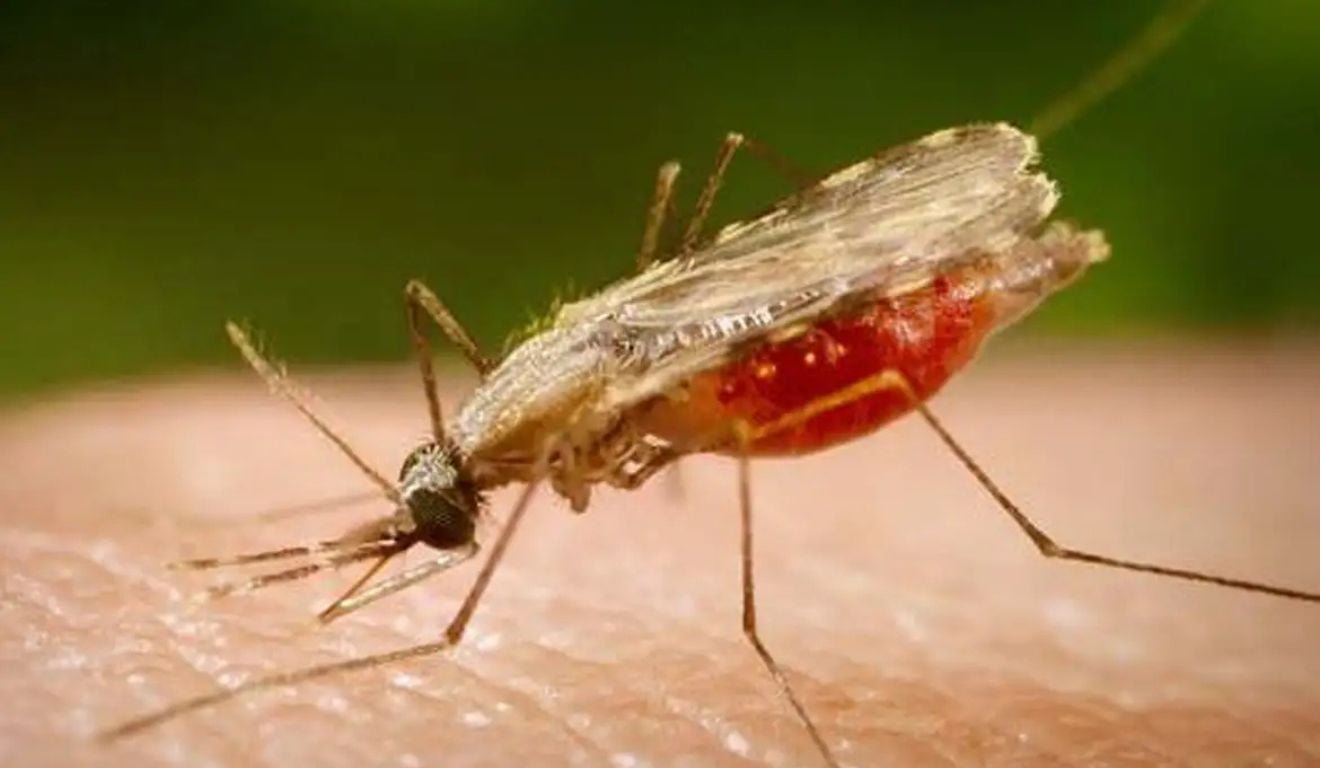 Cientistas da Fiocruz podem produzir vacina completa contra a mal&aacute;ria