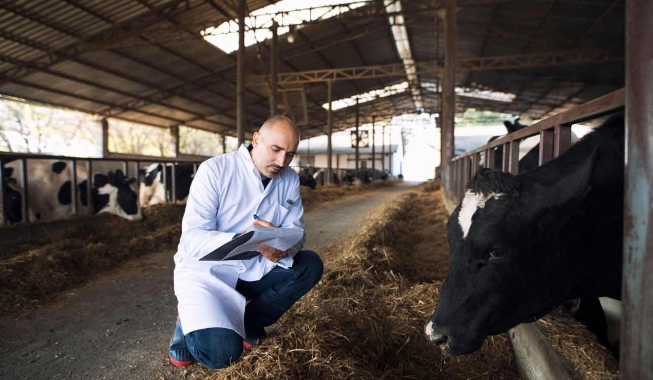 Vila Velha abre sele&ccedil;&atilde;o para contratar veterin&aacute;rio e engenheiro agr&ocirc;nomo