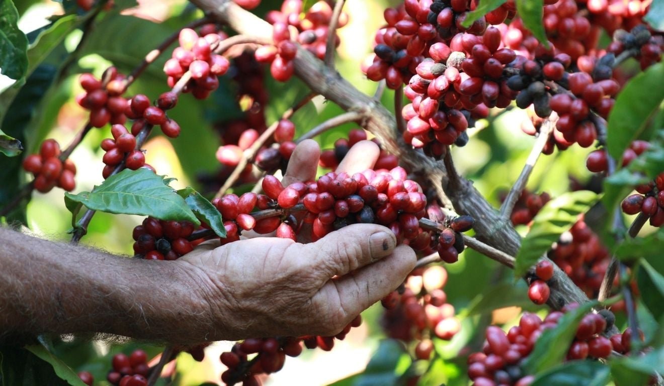 Esp&iacute;rito Santo concentra 69% da &aacute;rea cultivada de caf&eacute; conilon do Brasil