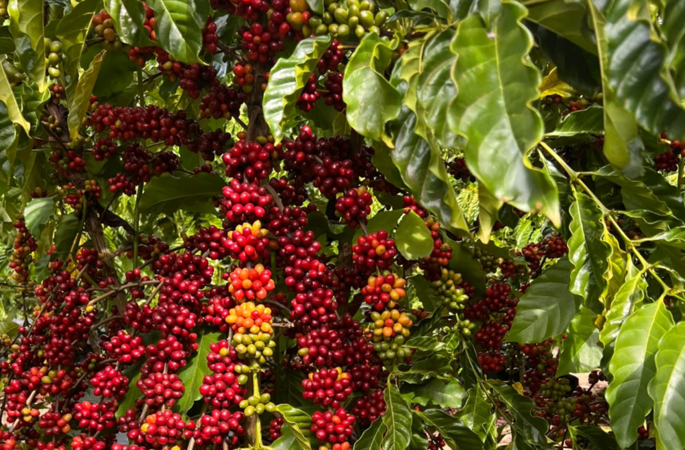 Caf&eacute; sobe 15% em julho e o produtor capixaba enfrenta o dilema de vender ou aguardar