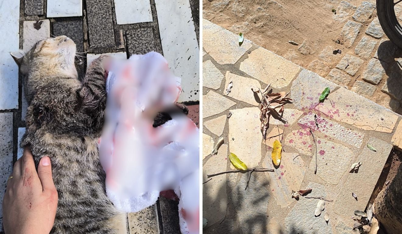Gata &eacute; baleada com dois tiros no ES e CPI pede ajuda para identificar suspeito