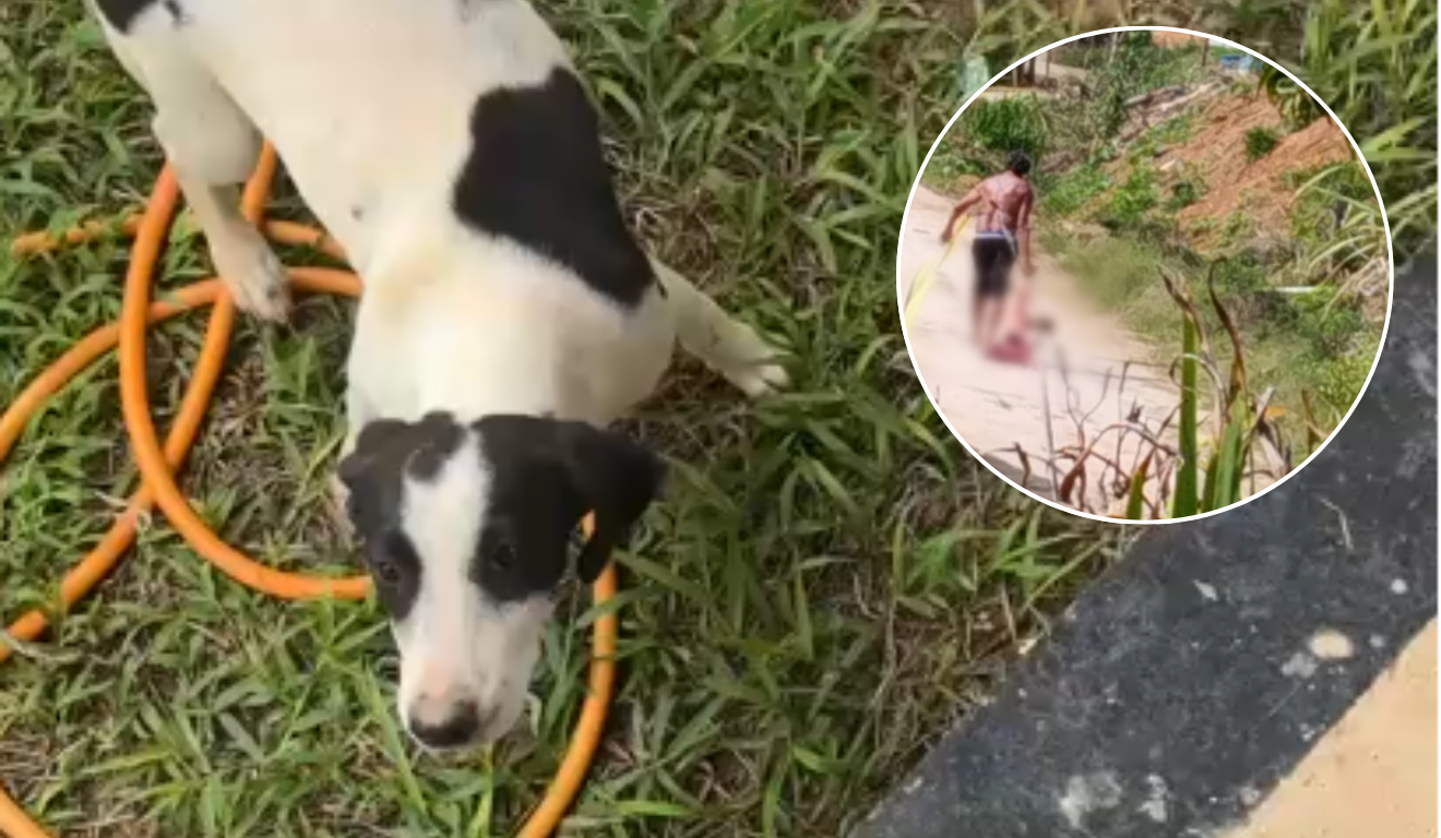 Suspeito &eacute; preso ap&oacute;s espancar, esfaquear e matar cadela no ES