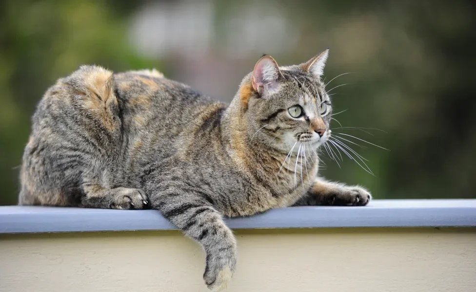 86% dos gatos brasileiros n&atilde;o t&ecirc;m ra&ccedil;a definida, mas ainda convivem com mitos