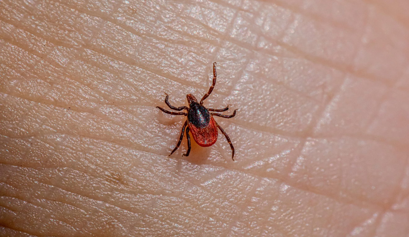 Febre maculosa mata morador em Boa Esperan&ccedil;a; ES j&aacute; registra 12 mortes em 2026