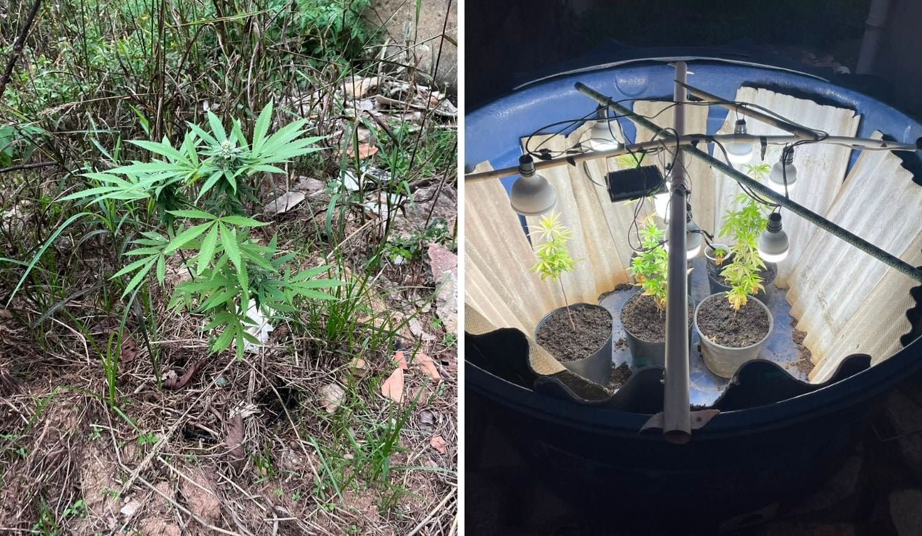 Maconha? Pol&iacute;cia flagra planta&ccedil;&atilde;o suspeita escondida em im&oacute;vel em Vila Velha