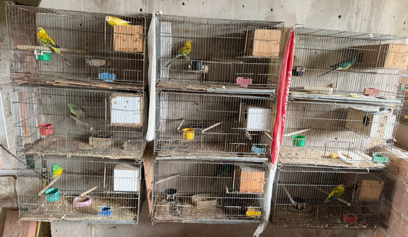 Maritacas s&atilde;o encontradas em cativeiro irregular junto com v&aacute;rios animais em Cariacica