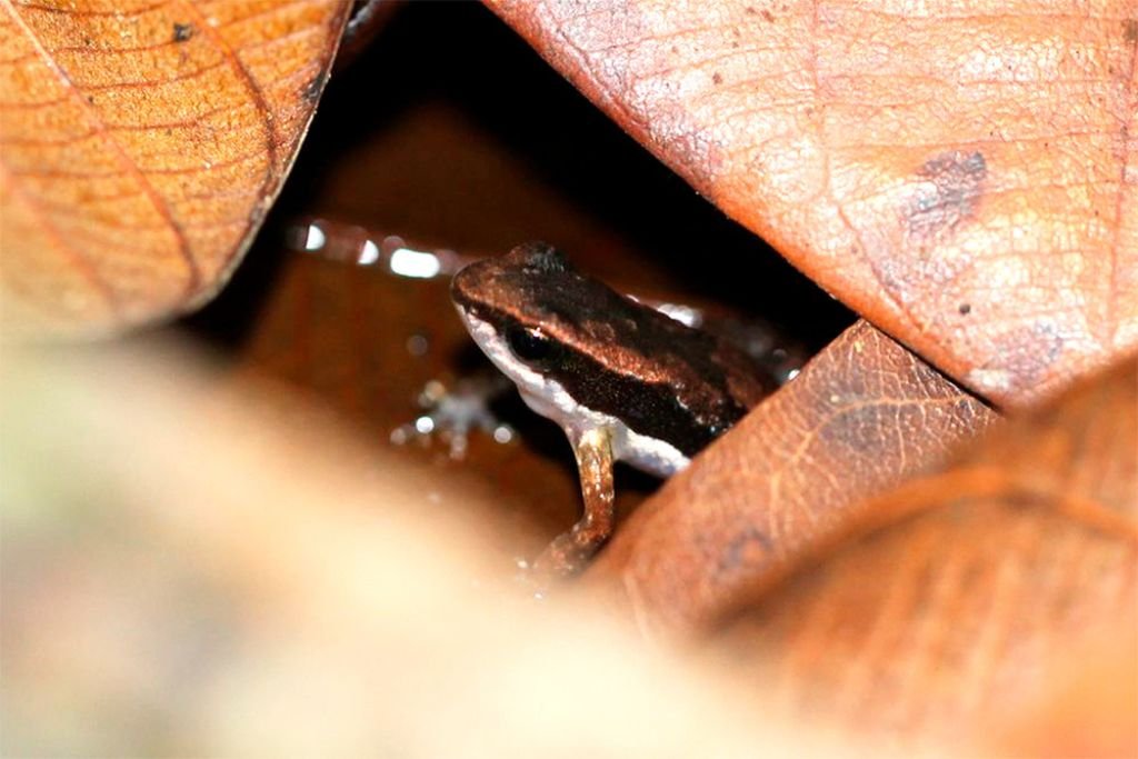 Ambientalista teme que novo governo viabilize concess&atilde;o para explora&ccedil;&atilde;o de parques naturais