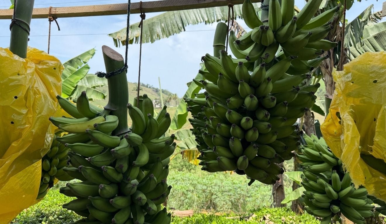 Da banana ao futuro: fruta que era perdida vira renda e leva agricultores de Cariacica a novos mercados