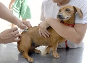 Prefeitura de Aracruz realiza Campanha de Vacina&ccedil;&atilde;o Antirr&aacute;bica para c&atilde;es e gatos