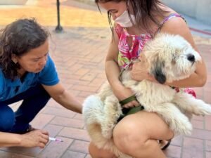 Cariacica realiza mutir&atilde;o de vacina&ccedil;&atilde;o antirr&aacute;bica para c&atilde;es e gatos neste s&aacute;bado (17)