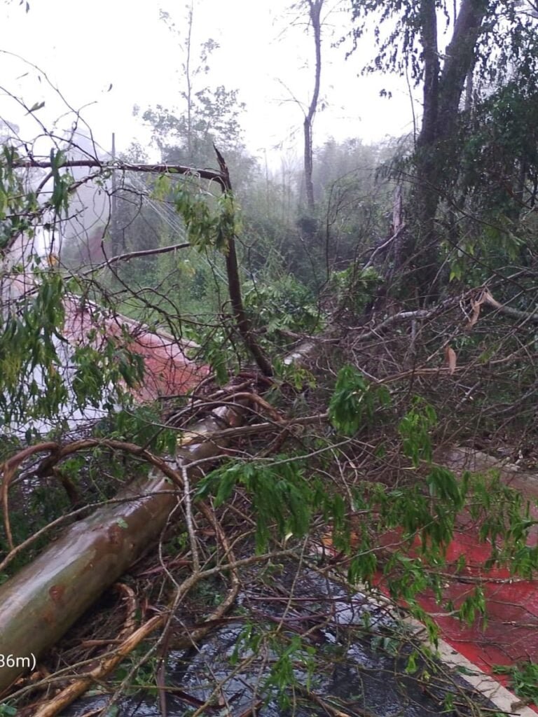 Temporal derruba &aacute;rvores e interdita estradas em Venda Nova do Imigrante