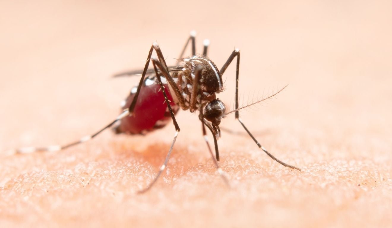 Mudan&ccedil;as clim&aacute;ticas j&aacute; causam aumento de doen&ccedil;as infecciosas no pa&iacute;s