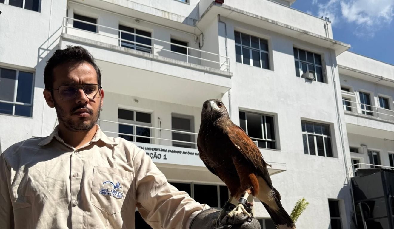 Gavi&atilde;o vira aliado de hospital em Vit&oacute;ria no combate aos pombos; saiba como