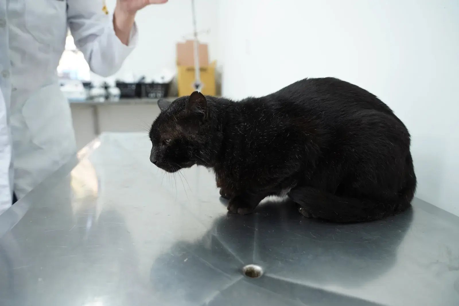 Castra&ccedil;&atilde;o gratuita em Vit&oacute;ria: como cadastrar c&atilde;o e gato